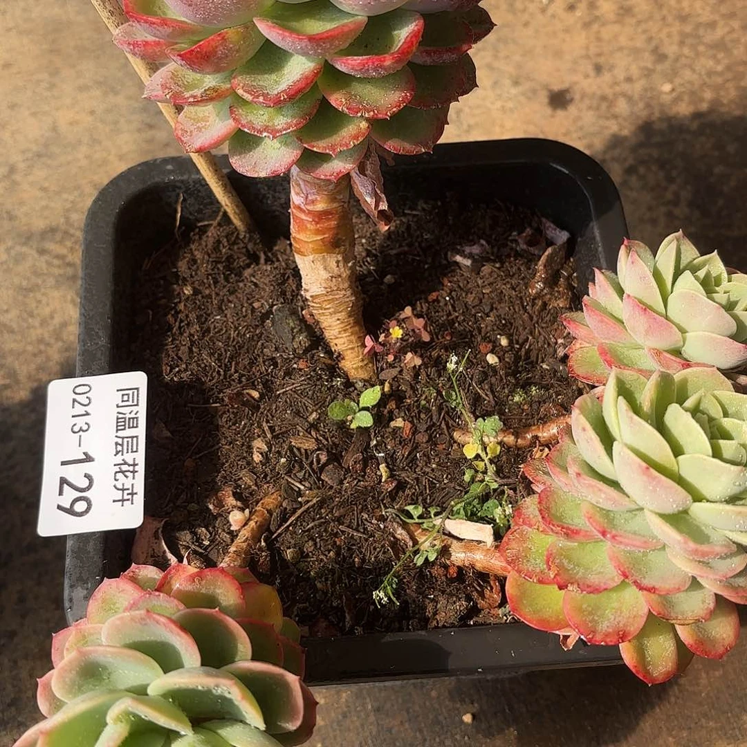 同温层多肉129哈密瓜