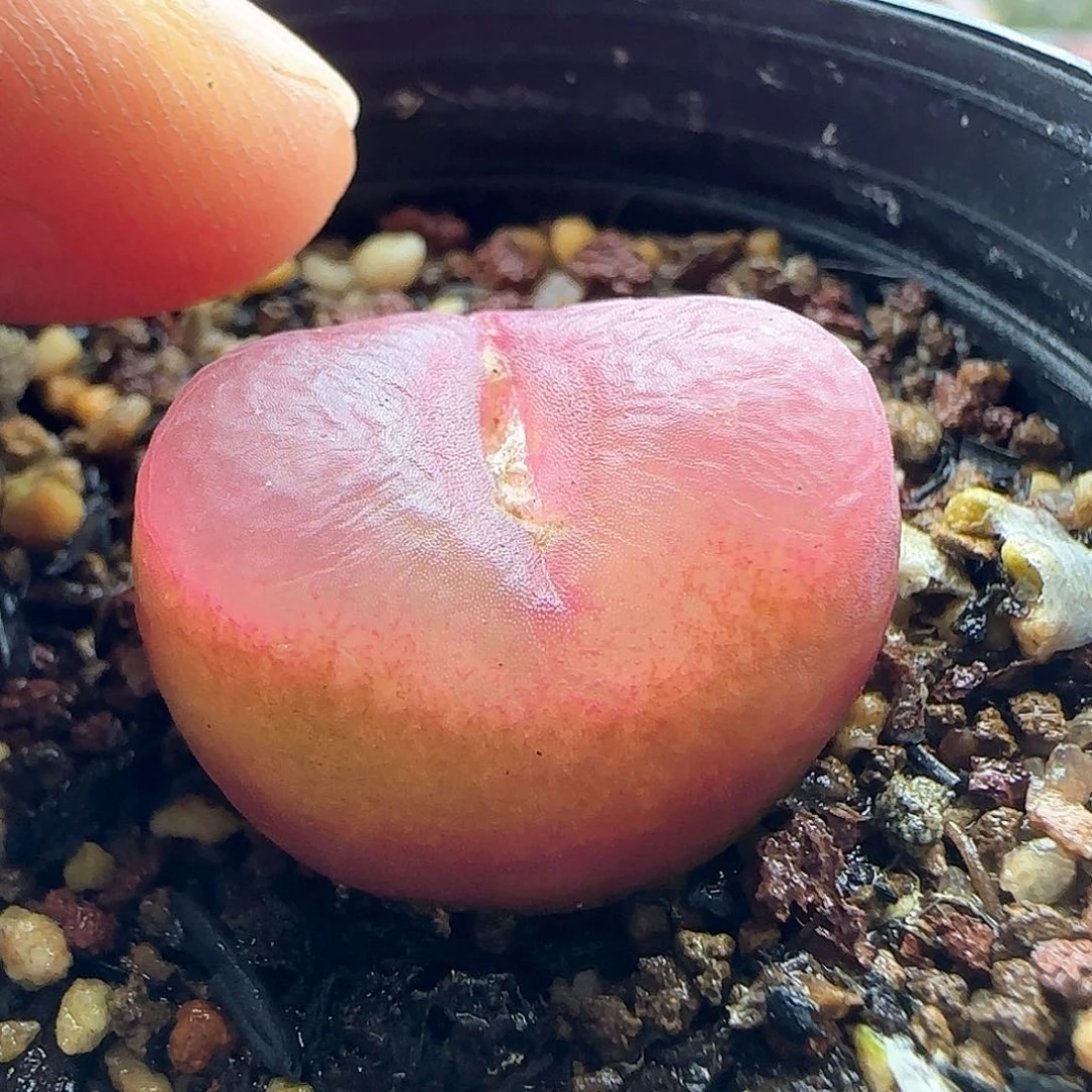 脱土年后发货24126