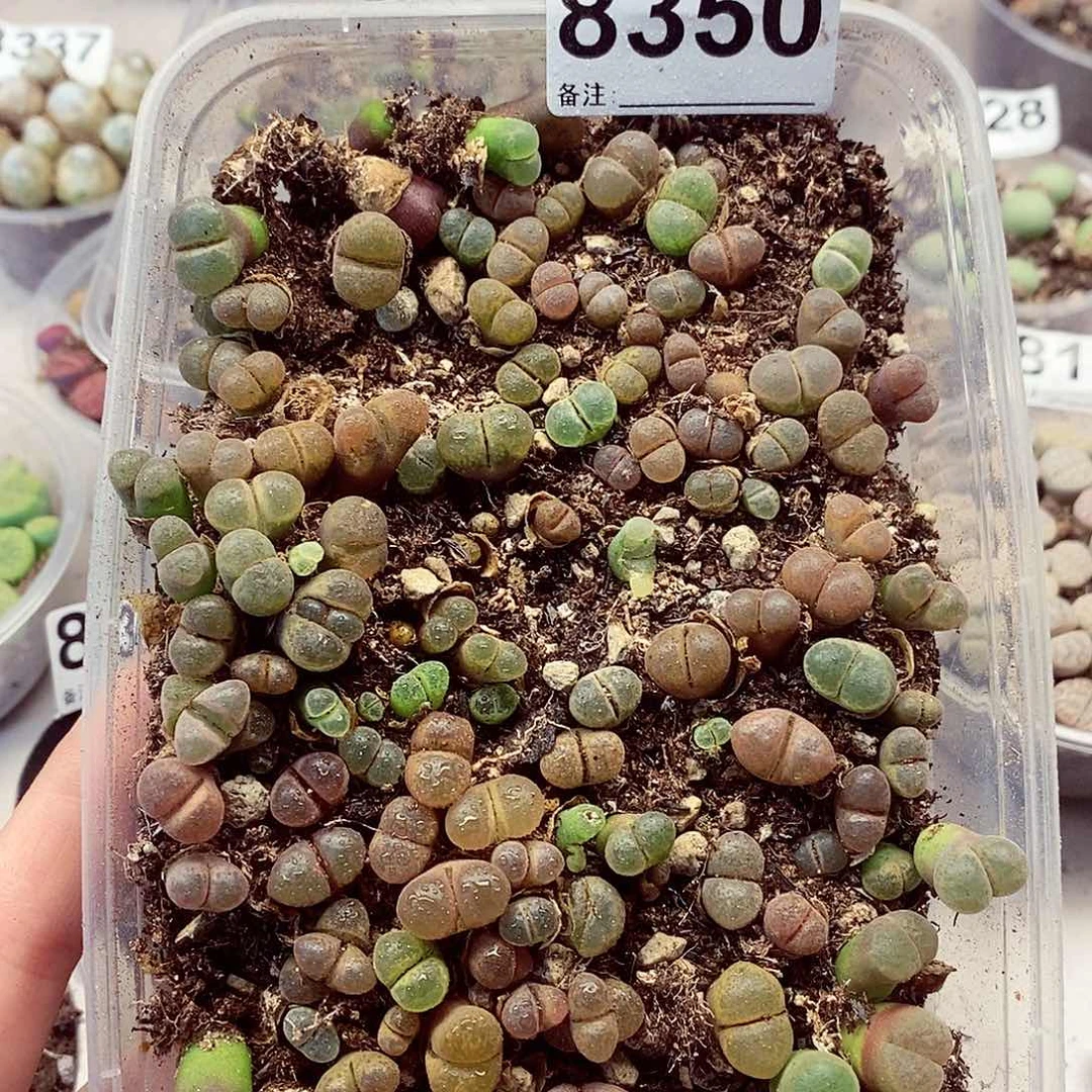 8350彩风铃快快乐乐