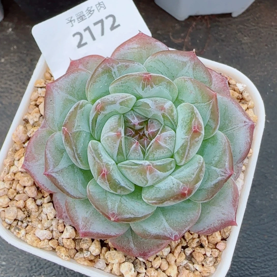 薰衣草，2172多肉植物