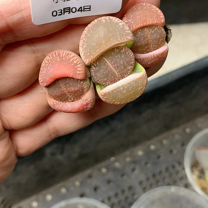 D396多肉植物保护研究所