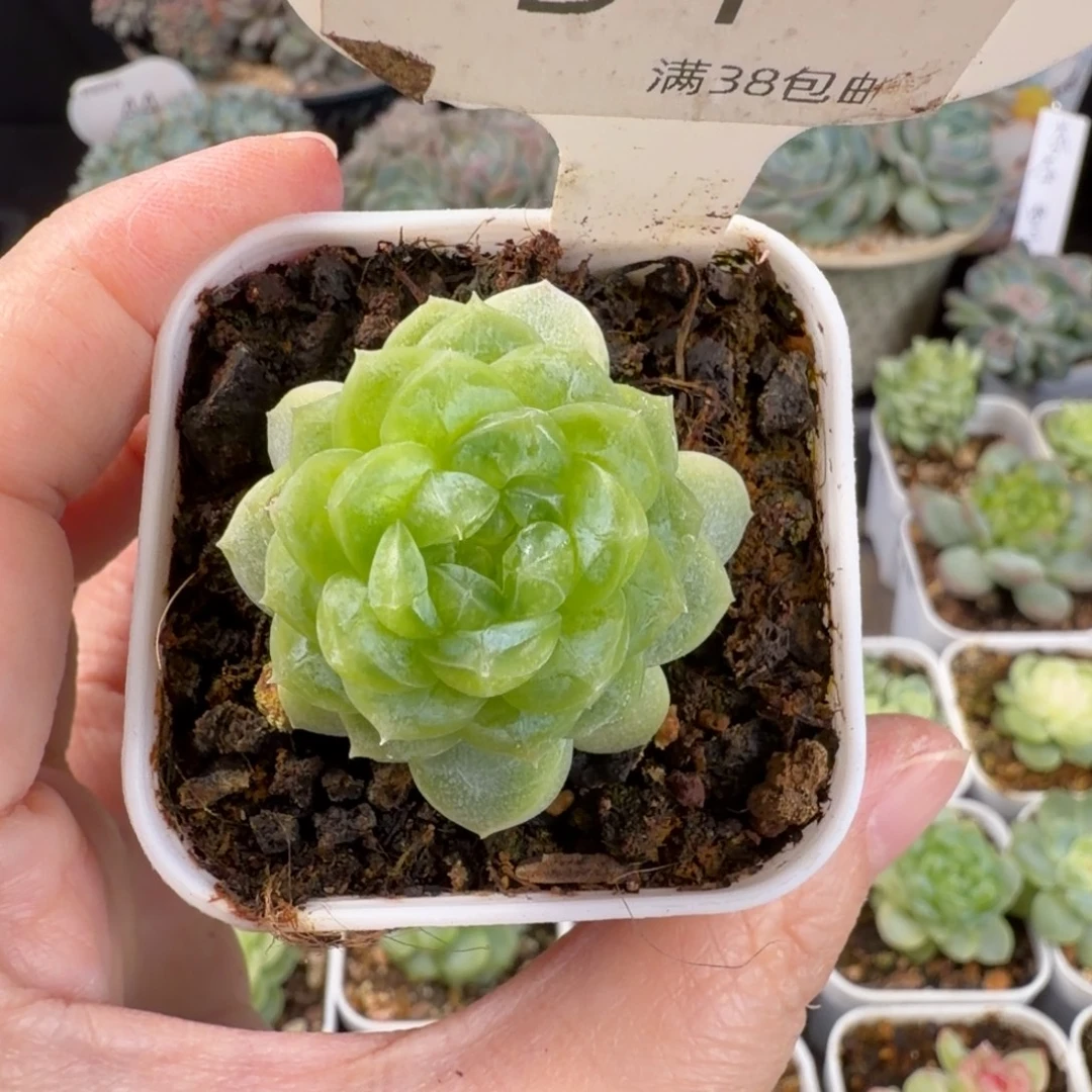 白冰单头54号一颗