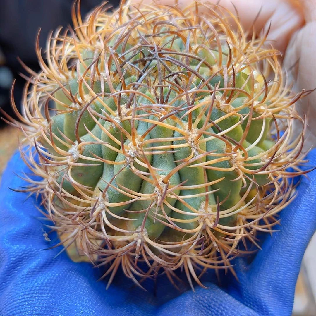 自根500津玉含刺10公分