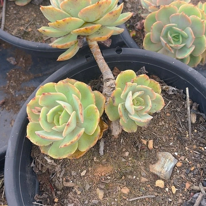 多肉植物。。。。。。。。。。。。。。。。。