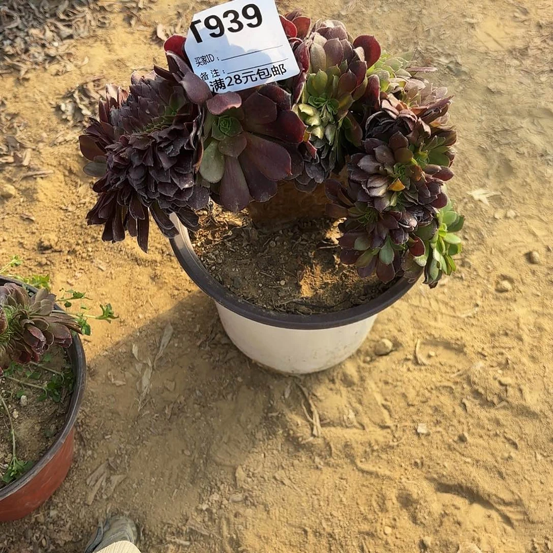 用****6939欧子缀多肉植物