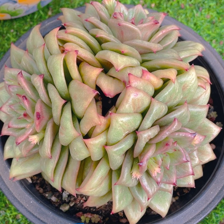 谢谢你的支持00000079