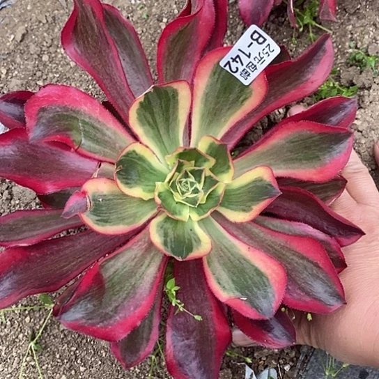 142魅影多肉清棚福利