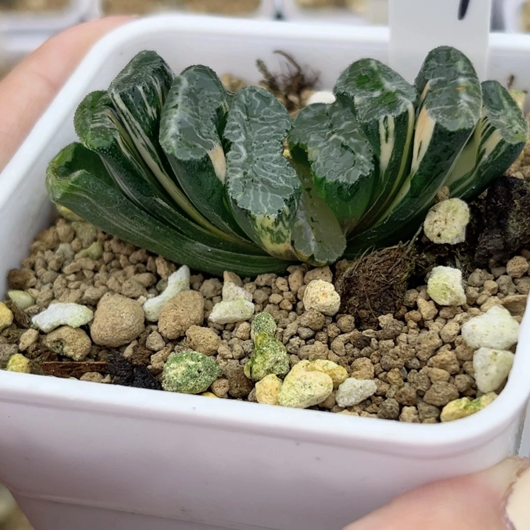 47电影玉扇锦十二卷多肉