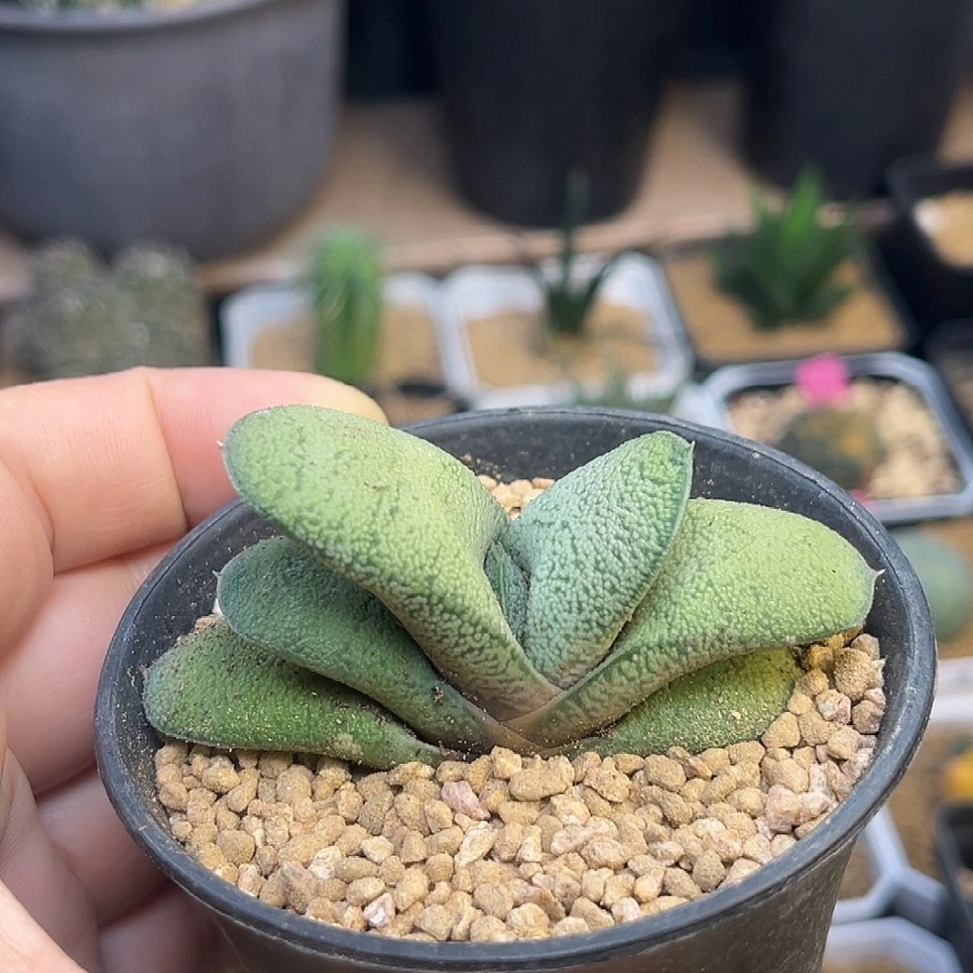 花***8白肌蜗牛厚叶一颗