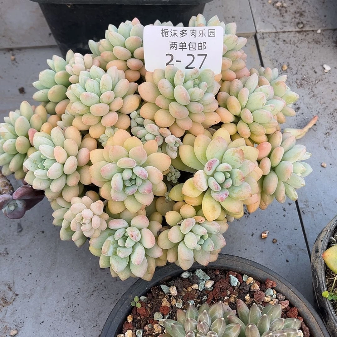 2-27洛可可多肉植物