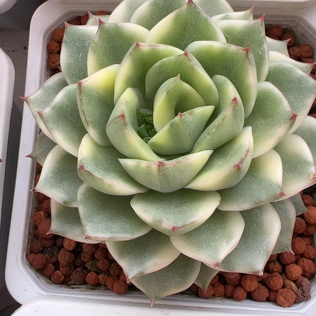 艾丽卡锦多肉植物