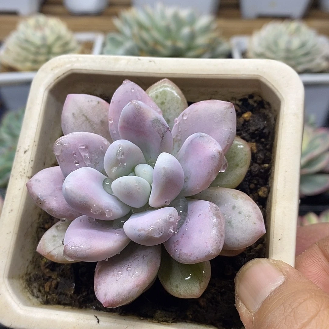 2942 肥美奥普西瓜锦