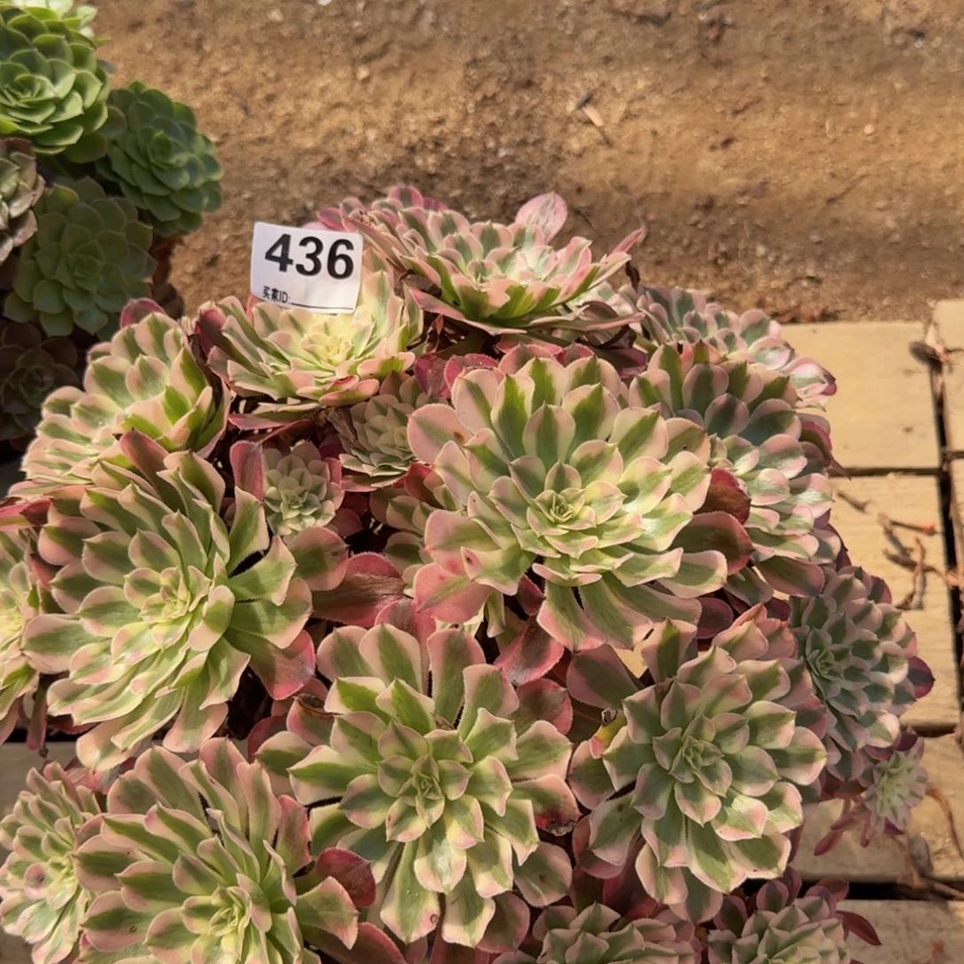 436红铜多肉植物