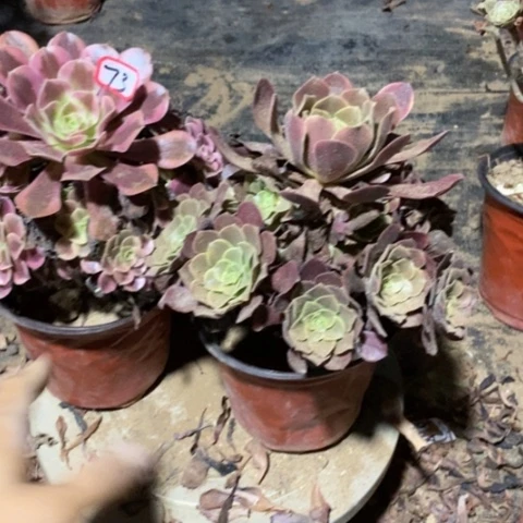 两颗法师一物一拍