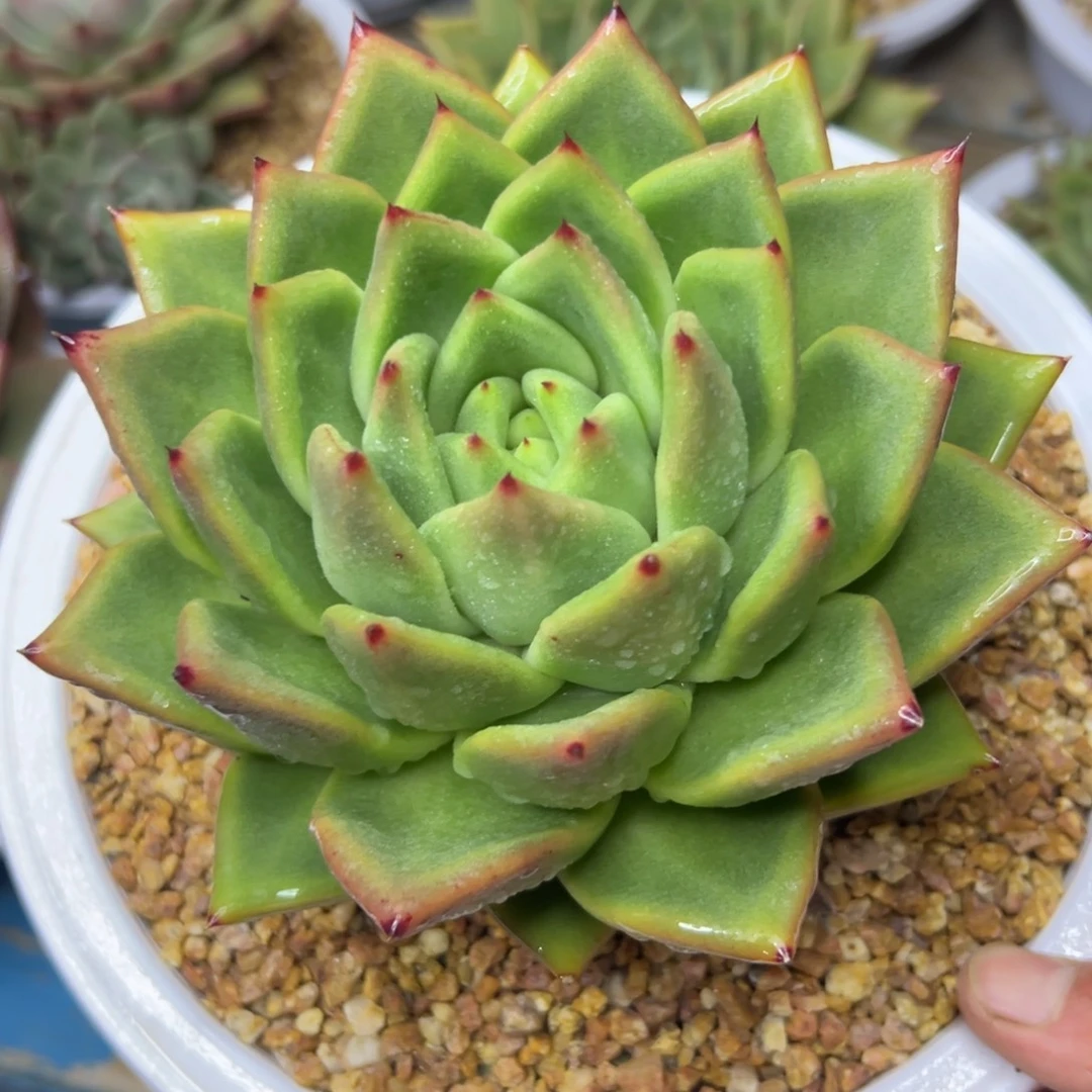 多肉植物一物一拍（20号）