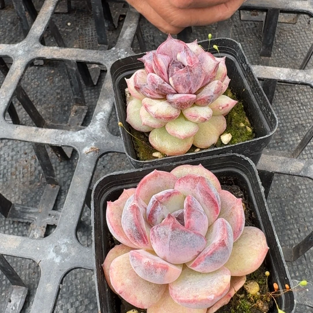 黑玫带桩子不好的11-168