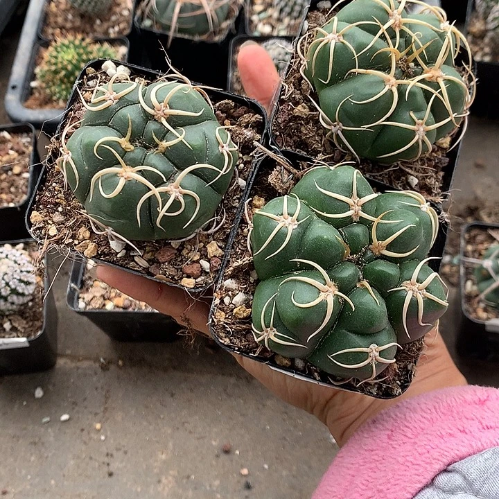 158 实生实生高木海王