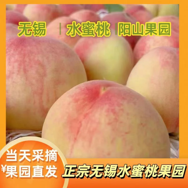 （买一箱送一箱）正宗无锡水蜜桃 阳山镇果园直发 当天采摘当天发货