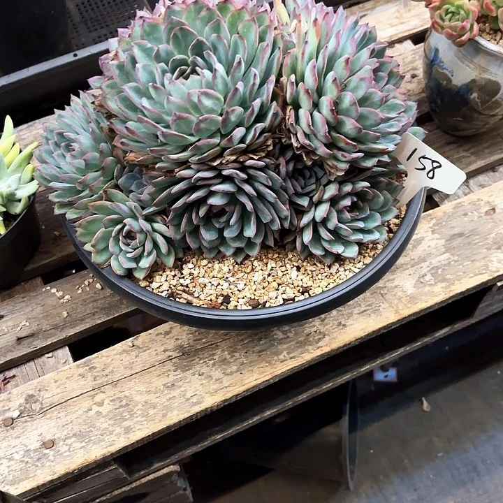 雪***鸭多肉植物，荷花158号