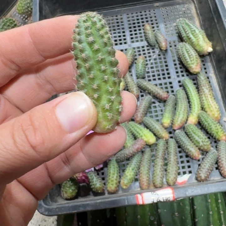 378胡萝卜中间丽花很小一个，20包邮