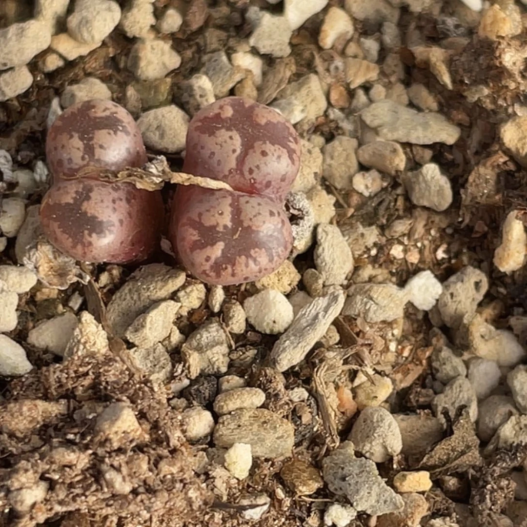 1-97超碟多肉植物肉锥