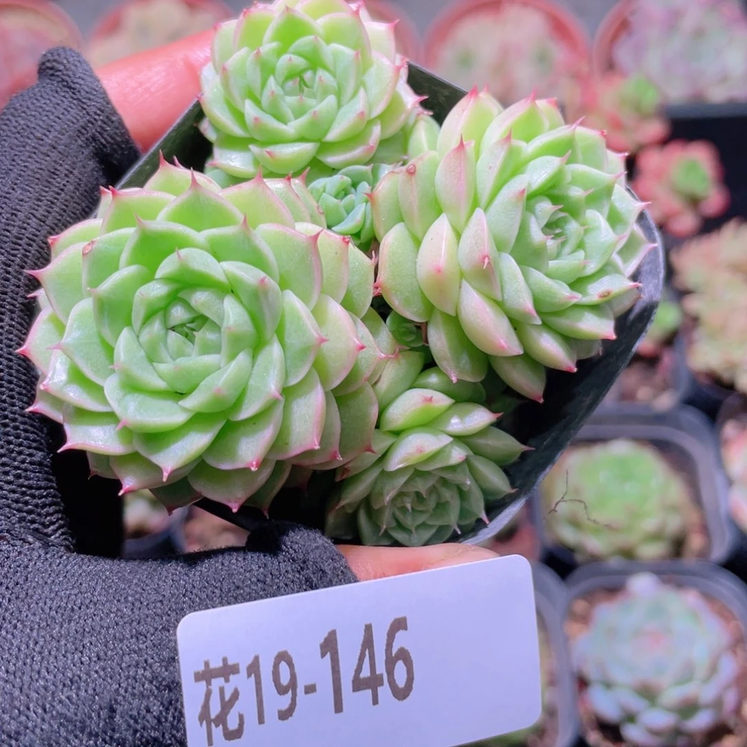 花利美19-146海王