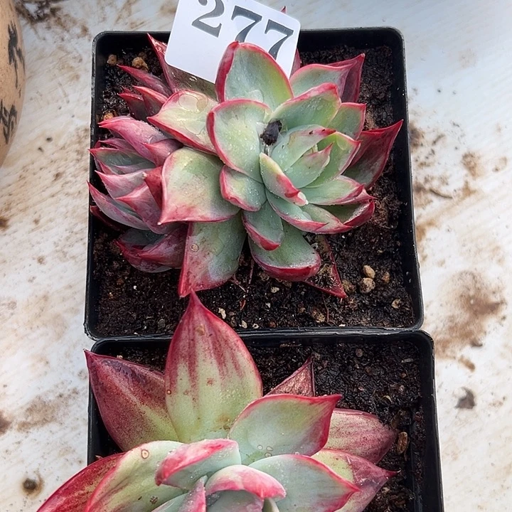 惊鸿惊鸿惊鸿277叶展10默认裸根发货