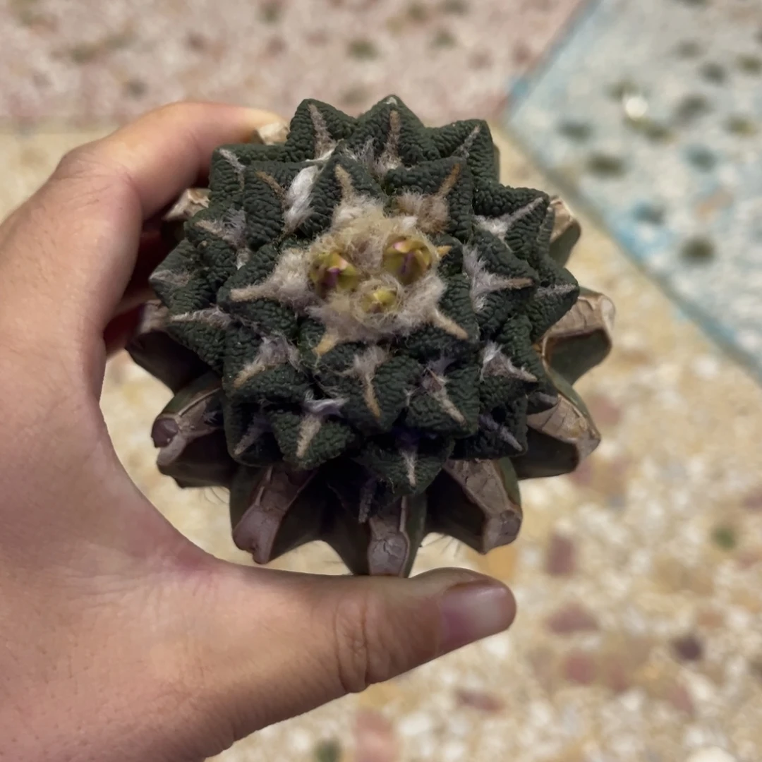 草球黑仙人球仙人球