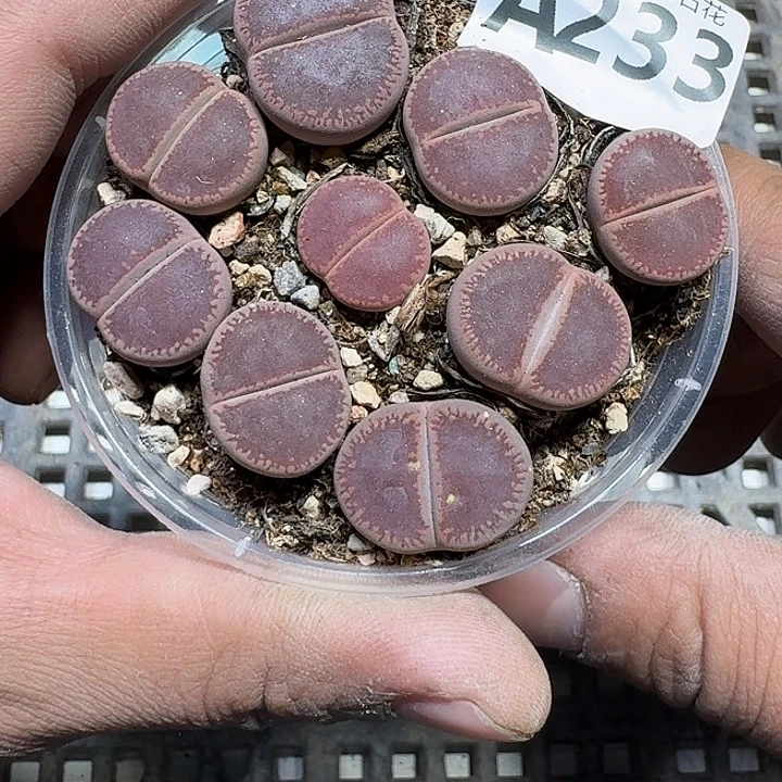 233 多肉植物多肉植物