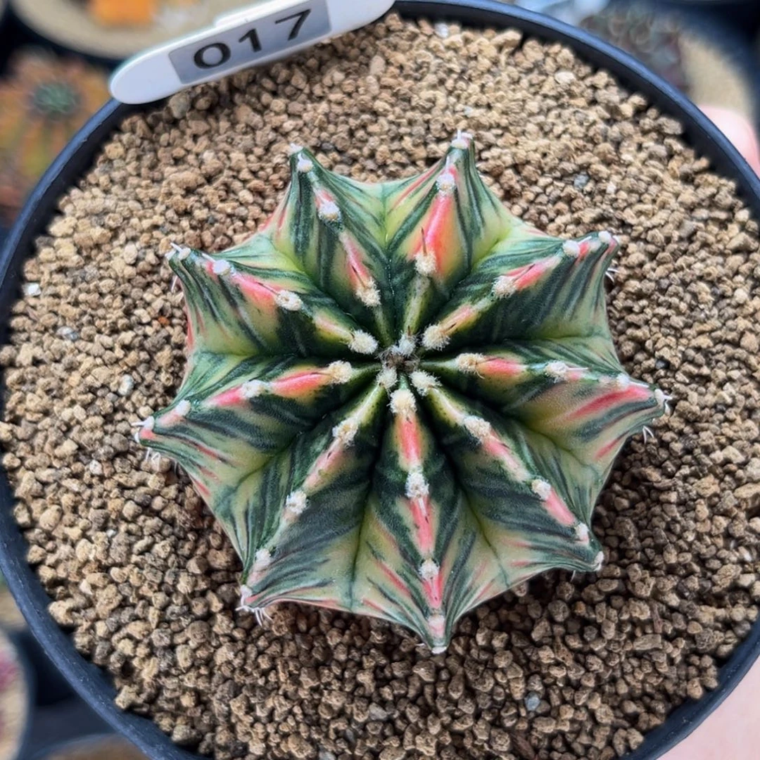 桃太郎肋骨锦 米哈仙人球