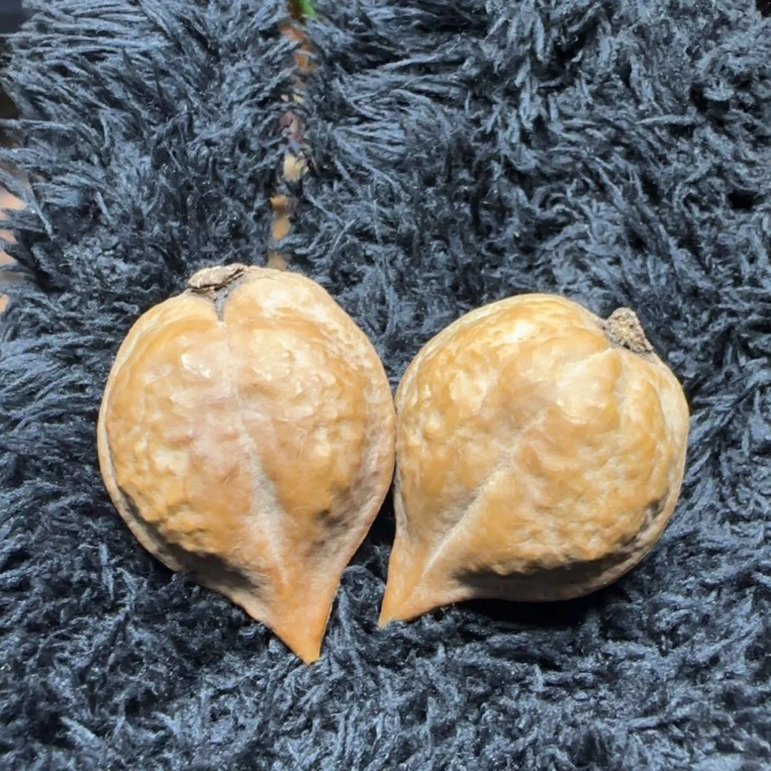 文玩核桃把件东北野生小秋子姬宝一对儿