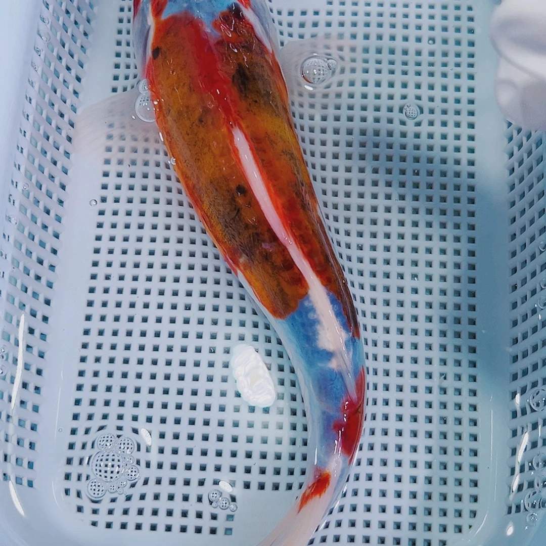 锦鲤锦鲤冷水观赏鱼131