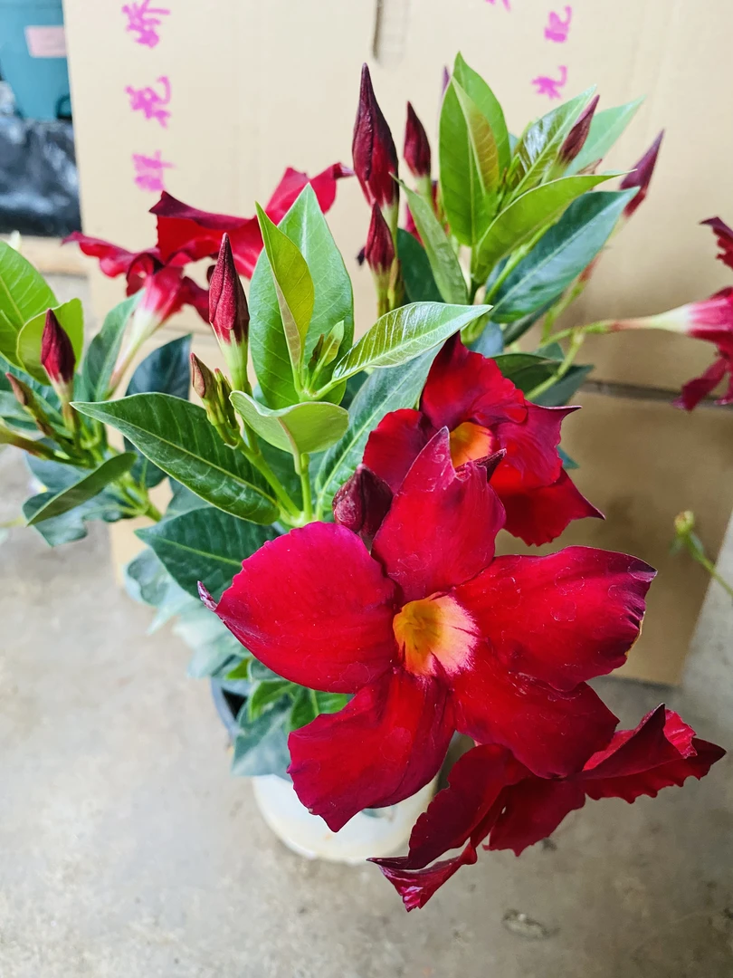 飘香藤耐热耐寒四季开花庭院阳台好养爬藤植物花卉盆栽