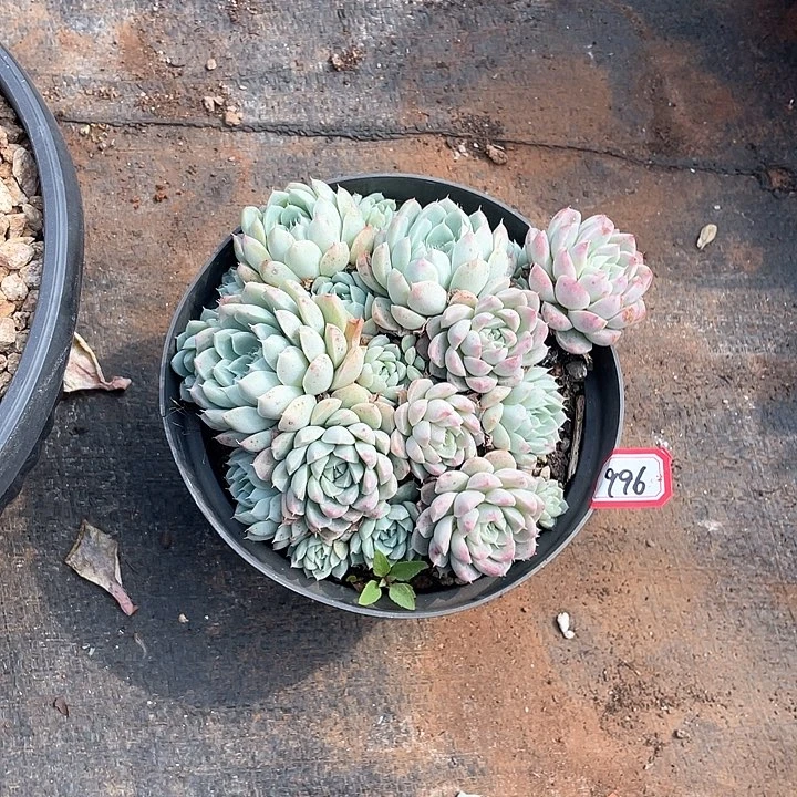 996月影 一物一拍多肉