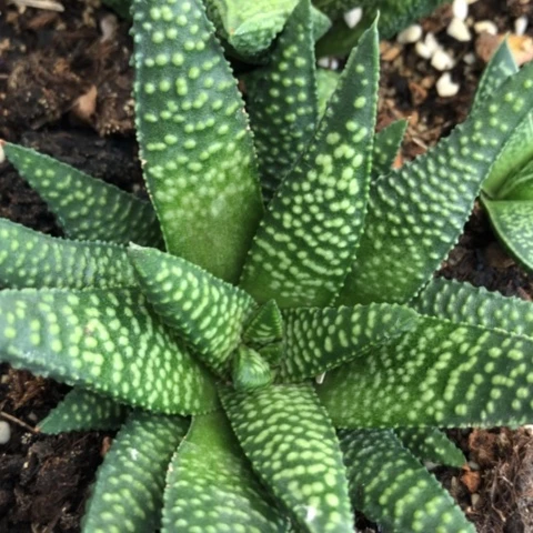 流星硬叶多肉植物