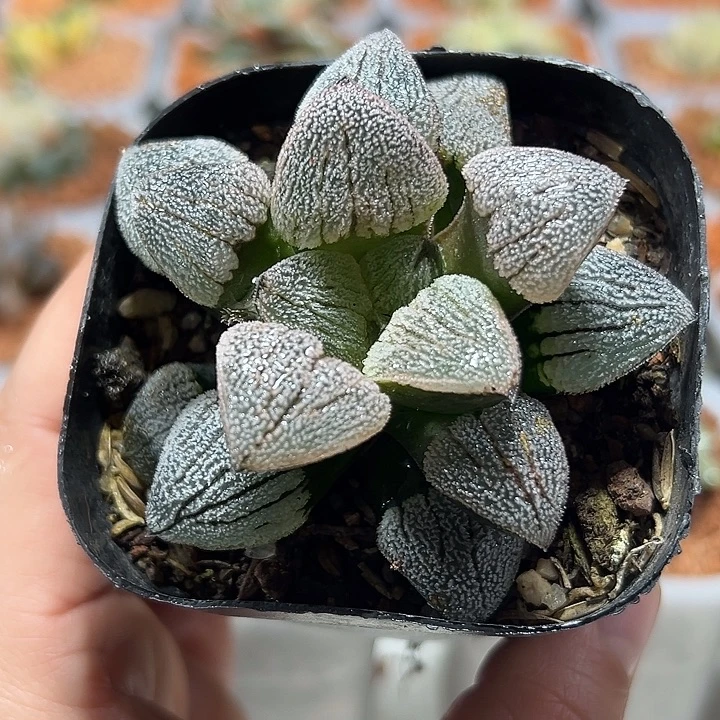 十二卷多肉雪之礼