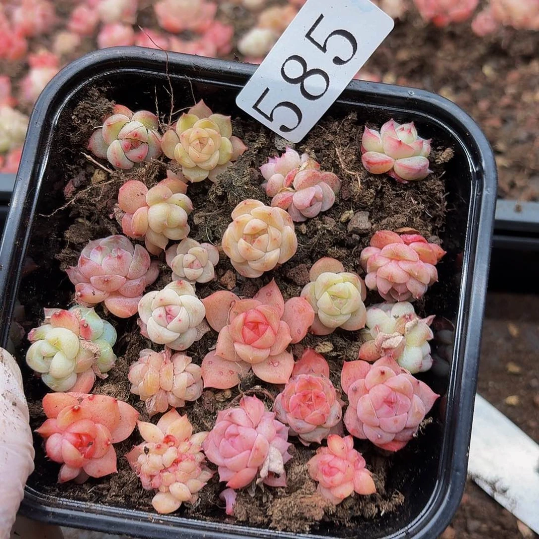 多肉植物多肉植物585