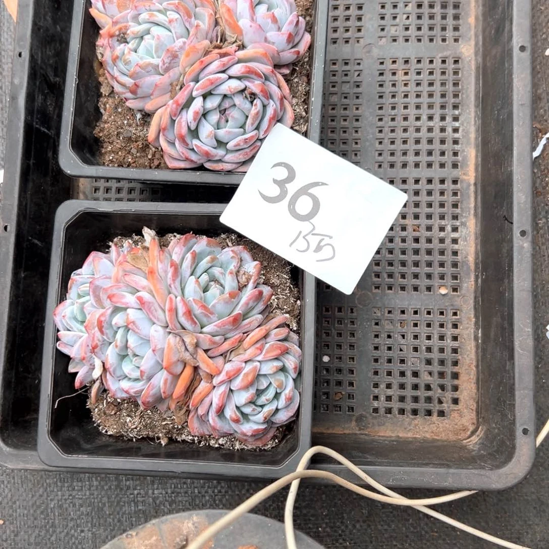 阿*廷36-）感谢昏昏沉沉不吃