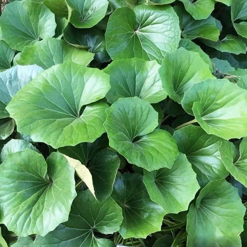 大叶花叶吴风草盆栽四季常绿耐阴好养庭院观叶植物