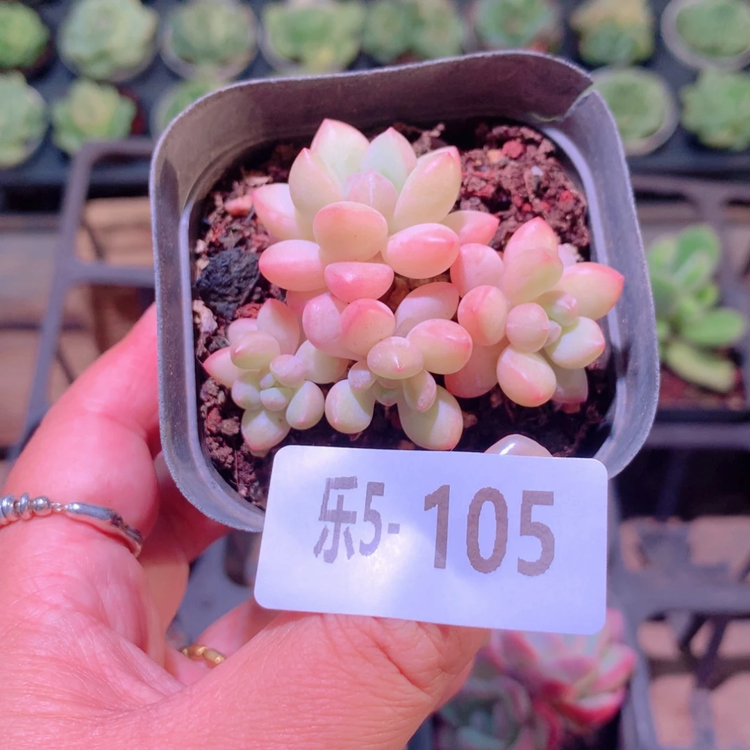 乐然5-105 泡泡糖