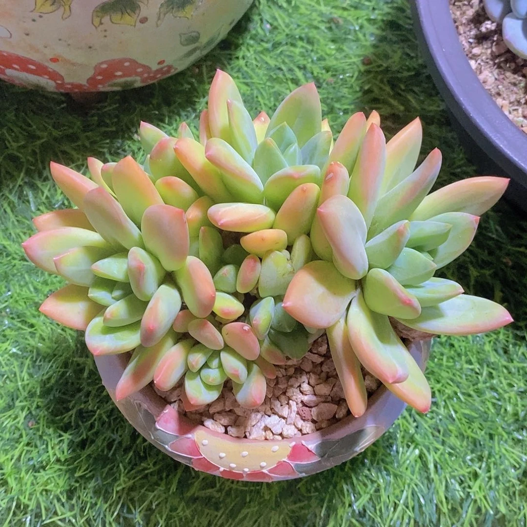 海洋之歌群