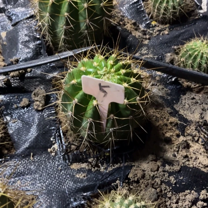 克斯丁毛花柱微瑕随机发5号