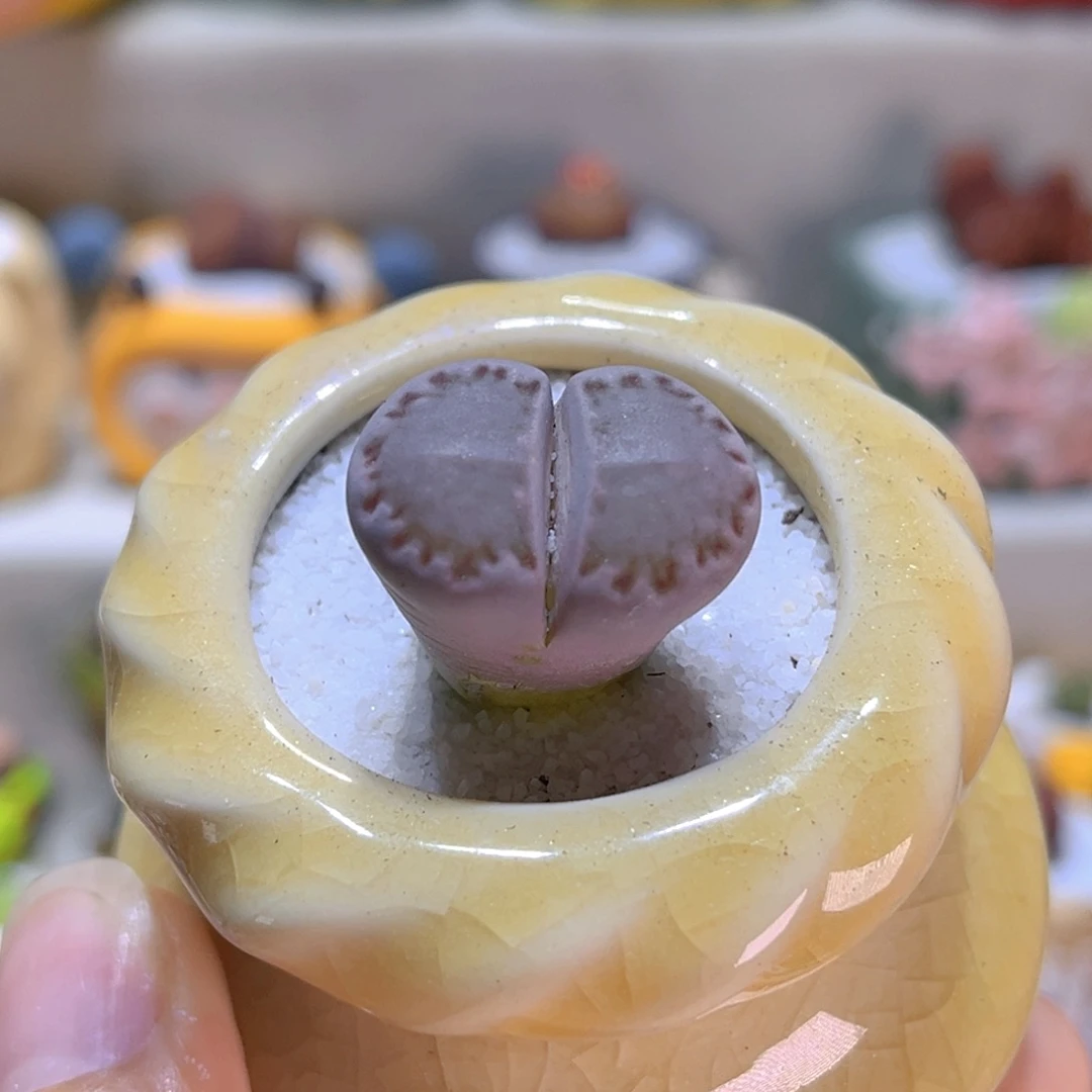 133饼干2.3厘米带盆带土