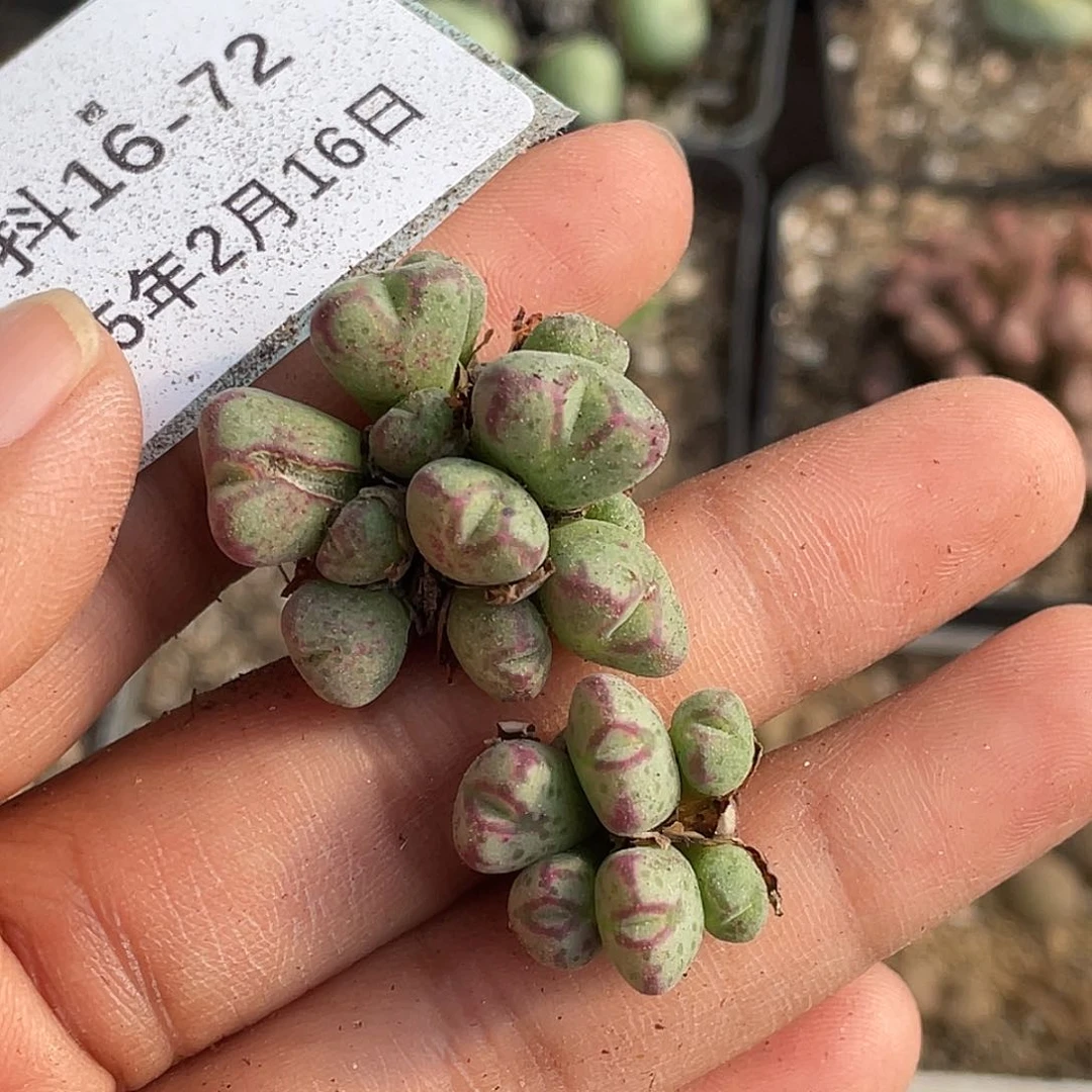 用****416-72肉锥多肉植物