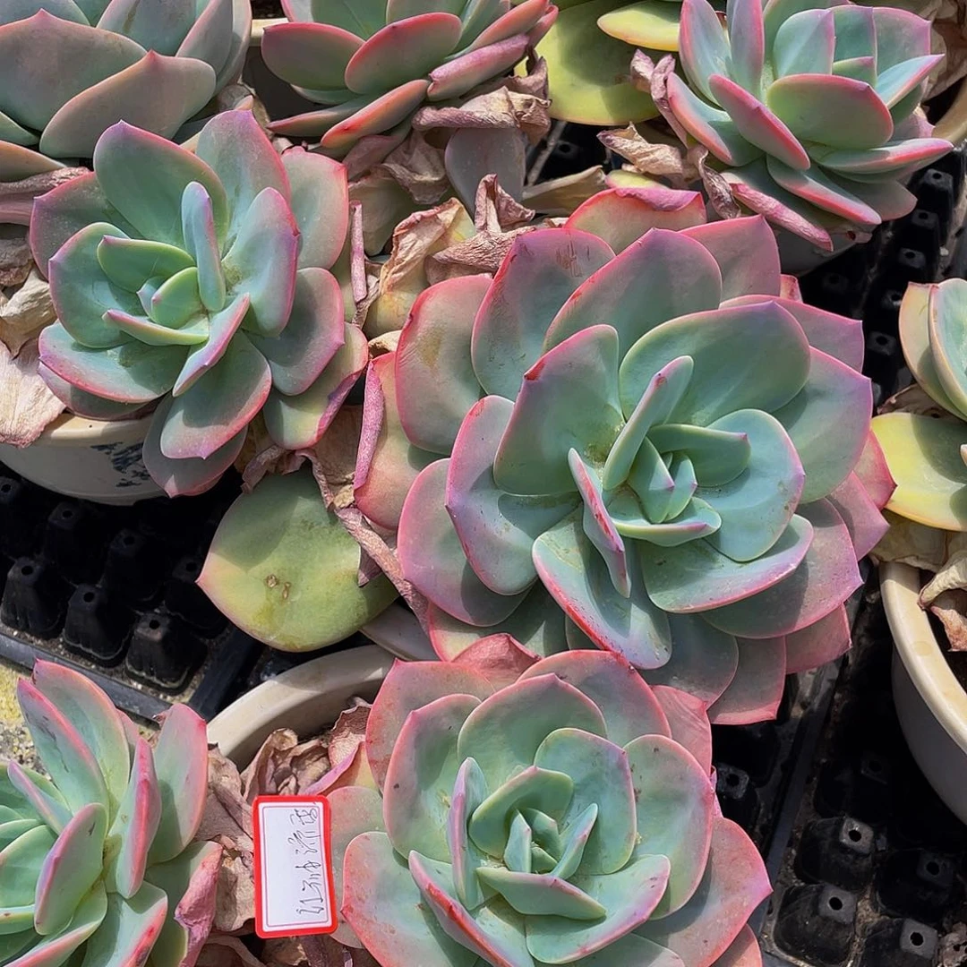红***?血凤多肉植物群