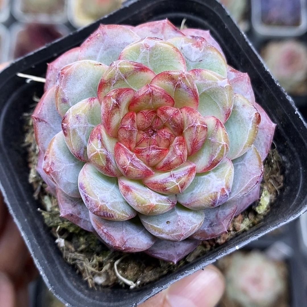 葡萄珍妮6.5厘米盆多肉