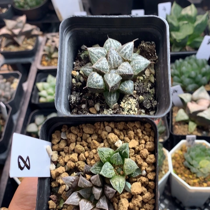 一物一拍 带盆土发货