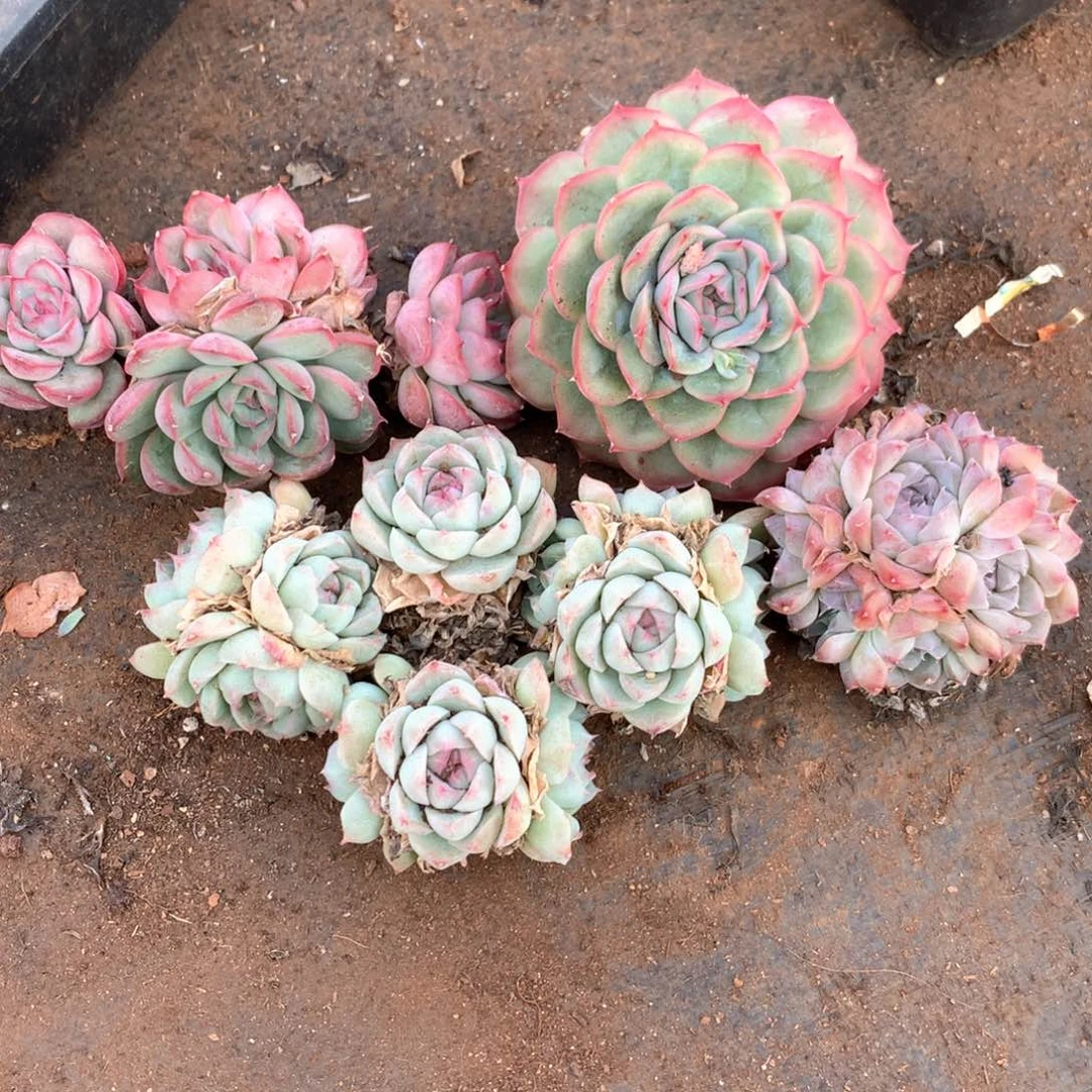 蛋*1740专拍4颗送两