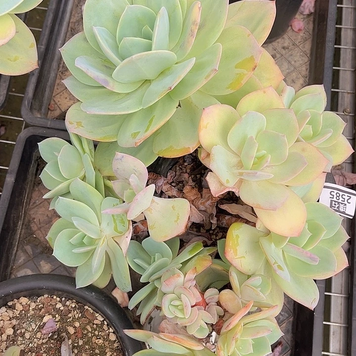 白凤2585多肉植物
