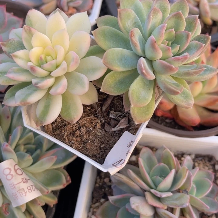 不知名锦多肉植物56